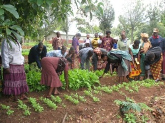 6-Women farmers learning to transplant seedlings