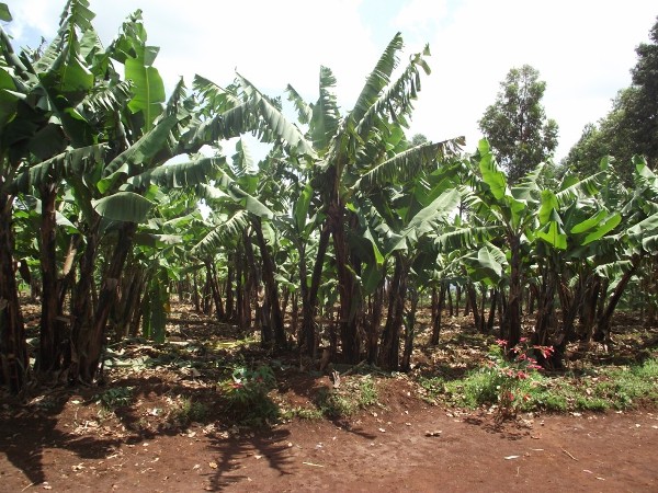 A small banana farm project at Kemakorere Parish